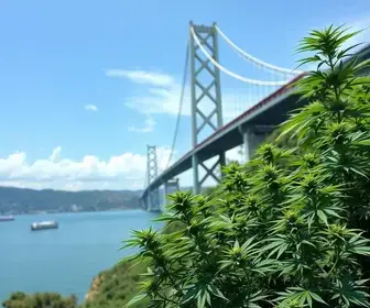 substância análoga à maconha
